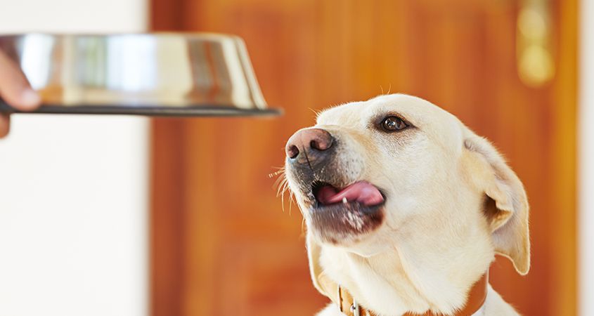 dog possessive of food